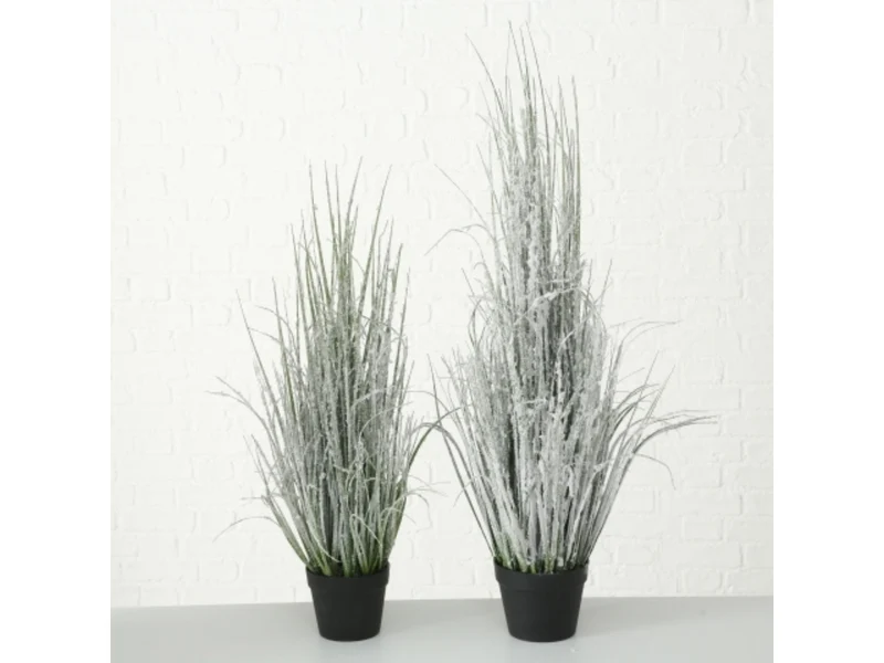 Boltze Gras im Topf 116 cm (1 Stück)