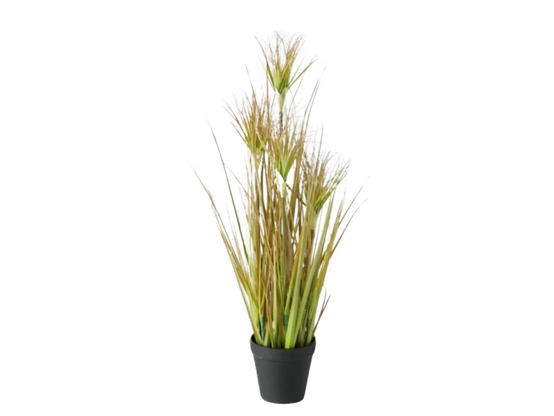 Boltze Topfplanze Zwiebelgras 60 cm