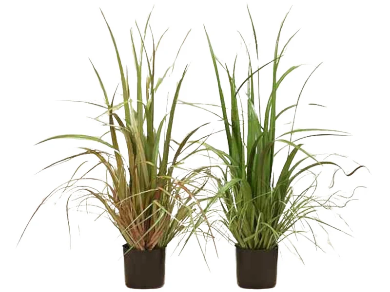 Boltze Pflanze im Topf sortiert 82 cm