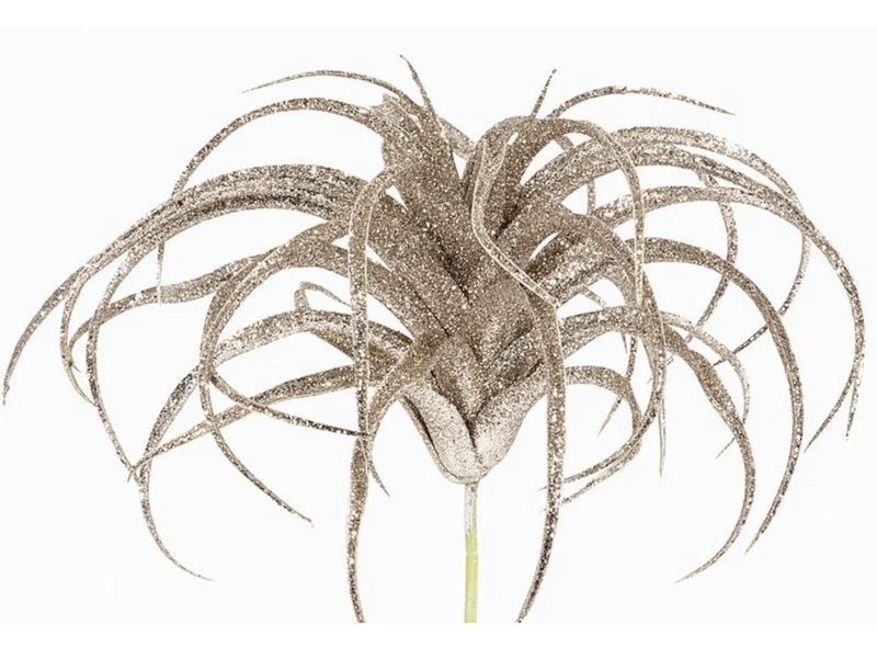 EK Tillandsia Glamour champagner 23 cm